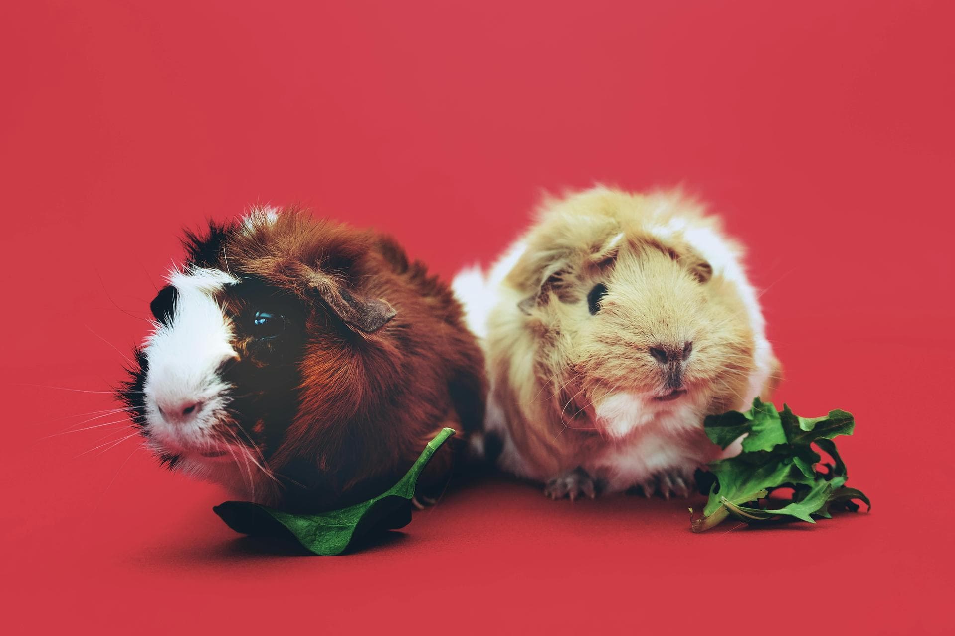 Dog & Cat Vets in Chesapeake