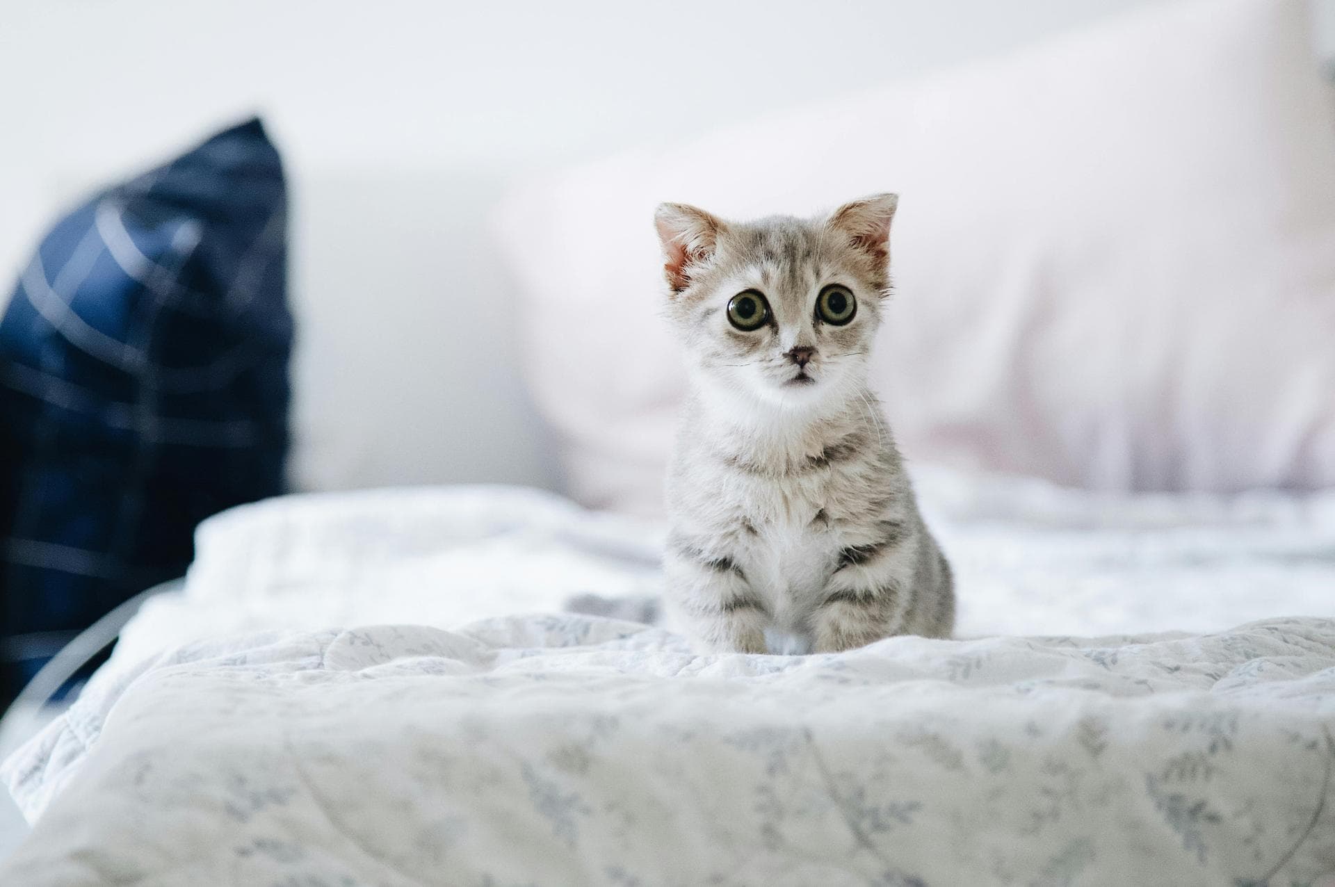 Emergency vets in Chesapeake