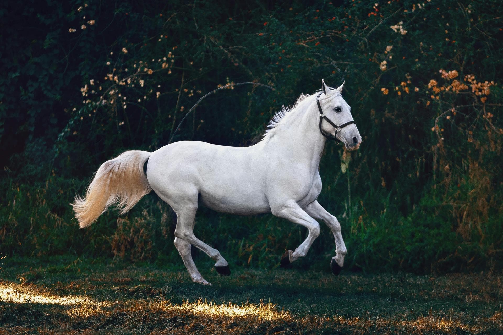 Specialist Vets in Chesapeake